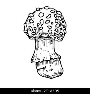 Zeichnung von Fliegenpilz. Handgezeichnete Vektorillustration von Waldpsychedelischen Pilzen in linearer Datei. Gravierte Skizze von Zauberpilz, in Schwarz-weiß-Farben gemalt. Ätzen von Waldpflanzen. Stock Vektor