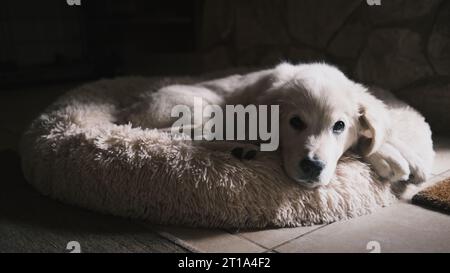 Farbfotografie eines schönen goldenen Retriever-Welpen, der in seinem Bett ruht, wach, keine Menschen sichtbar. Stockfoto