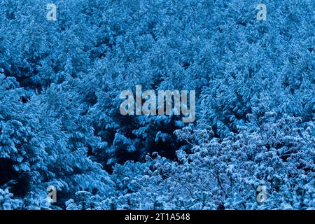 Schnee über Bäumen Stockfoto