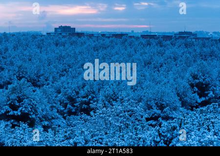 Schnee über Bäumen Stockfoto