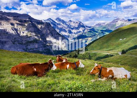 Naturlandschaft Schweiz. Grüne schweizer Weiden mit Kühen umgeben von Alpen und schneebedeckten Gipfeln Stockfoto