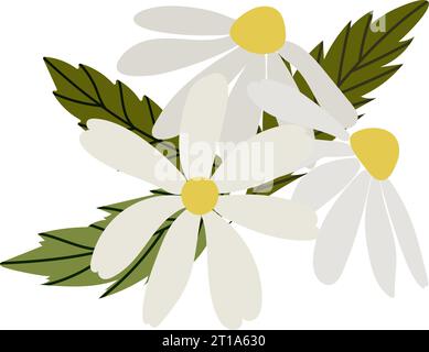 Weiße Kamillenblüten. Vektorillustrationssatz. Niedliche, runde Blumenkopf Pflanzen-Natur-Kollektion. Dekorationselement. Liebeskartensymbol. Flach Stock Vektor