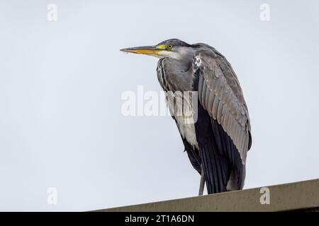 Graureiher 'Ardea cinerea' Wildvogel, der auf dem Dach des Gebäudes steht und nach links starrt. Seitenprofil mit Augen-, Schnabel- und grauem Federgefieder. Irland Stockfoto