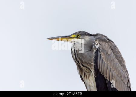 Graureiher 'Ardea cinerea' aus der Nähe eines nach links starrenden Vogels. Seitenansicht des gelben Schnabels und des grauen Federgefieders. Grauer Hintergrund. Dublin, Irland Stockfoto