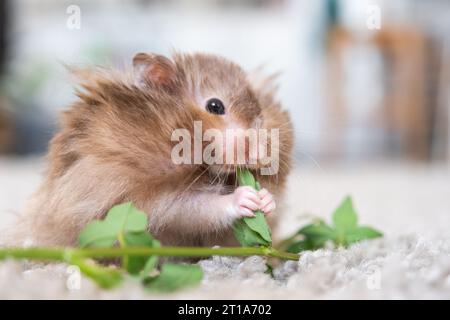 Lustiger, flauschiger syrischer Hamster isst einen grünen Kleeblatt, stopft seine Wangen. Futter für ein Nagetier, Vitamine. Nahaufnahme Stockfoto