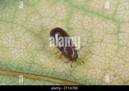 Winziger Baumpilzkäfer in der Familie Ciidae auf einem Blatt. Stockfoto