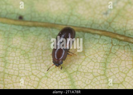 Winziger Baumpilzkäfer in der Familie Ciidae auf einem Blatt. Stockfoto