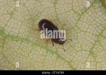 Winziger Baumpilzkäfer in der Familie Ciidae auf einem Blatt. Stockfoto