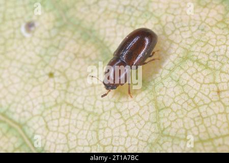 Winziger Baumpilzkäfer in der Familie Ciidae auf einem Blatt. Stockfoto