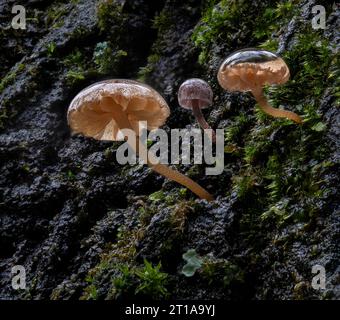 Drei winzige Pilze, die nach einem Regen auf der Baumrinde wachsen. Die größte Pilzkappe hat nur 4 mm Durchmesser. Stockfoto