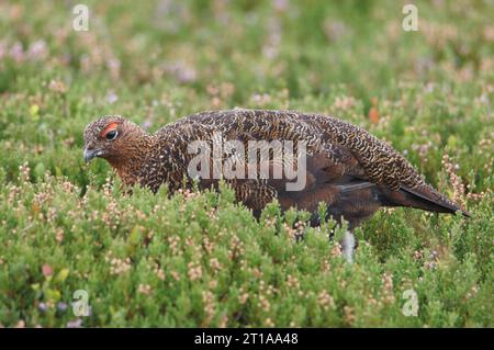 Rothühner (Lagopus lagopus scotia), Swaledale, Yorkshire Dales, North Yorkshire, England, UK Stockfoto