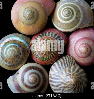 Makro von Pearl Umbonium Gastropod Muscheln, allgemein bekannt als Button Top Shells. Gefunden in der indopazifischen Region. Jede Schale hat einen Durchmesser von etwa 5-6 mm. Stockfoto