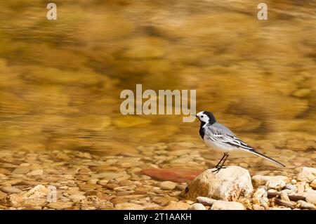 Weiße Bachstelze (Motacilla alba) auf einem Felsen neben dem Flussufer Gorgos bei Llíber (Vall de Pop Valley, Marina Alta, Alicante, Spanien, Europa) Stockfoto