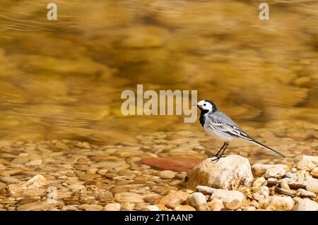 Weiße Bachstelze (Motacilla alba) auf einem Felsen neben dem Flussufer Gorgos bei Llíber (Vall de Pop Valley, Marina Alta, Alicante, Spanien, Europa) Stockfoto