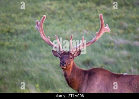 Bull Elk Porträt mit grünem Hintergrund Stockfoto