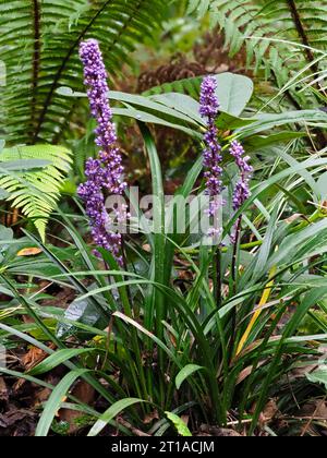 Blaue Blüten in den Spitzen des herbstblühenden immergrünen Lilienrasens, Liriope muscari Stockfoto