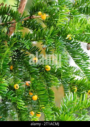 Gelbe Beeren im Nadellaub der harten immergrünen Eibe, Taxus baccata „lutea“ Stockfoto