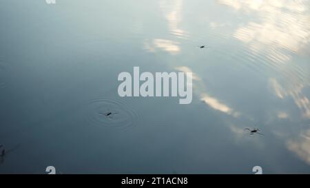 Wassertreter-Insekten schwimmen auf dem Wasser. Insekten schweben auf dem Wasser wie Skater. Fantastische Naturwelt Stockfoto