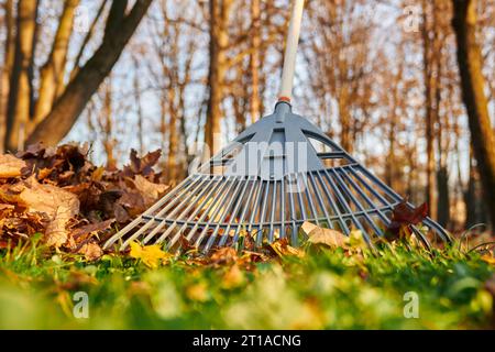 Verstreuen von trockenem Herbstlaub auf Gras an sonnigen Tagen. Nahaufnahme des Blattharkens gegen bunt gefallene Blätter im Stadtpark, mit verschwommenem Himmel und Baumhintergrund. Konzept der Herbstsaison. Stockfoto
