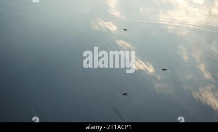 Wassertreter-Insekten schwimmen auf dem Wasser. Insekten schweben auf dem Wasser wie Skater. Fantastische Naturwelt Stockfoto