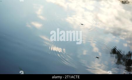 Wassertreter-Insekten schwimmen auf dem Wasser. Insekten schweben auf dem Wasser wie Skater. Fantastische Naturwelt Stockfoto