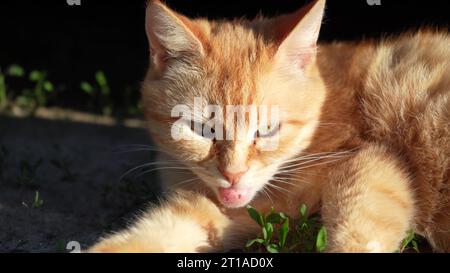 Eine rothaarige Katze wäscht sich draußen in der Sonne. Eine schöne flauschige Katze führt Hygienemaßnahmen durch Stockfoto