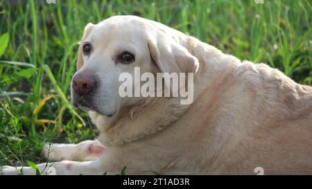 Fawn Labrador Retriever im Garten auf einem Hintergrund aus grünen Blättern. Der Hund ruht in der Natur Stockfoto