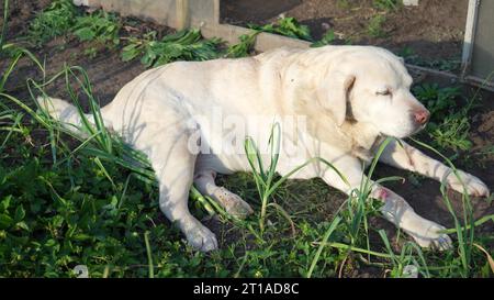 Fawn Labrador Retriever im Garten auf einem Hintergrund aus grünen Blättern. Der Hund ruht in der Natur Stockfoto