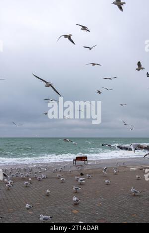 Möwen fliegen an einem kalten Wintertag am Meer vorbei. Stockfoto