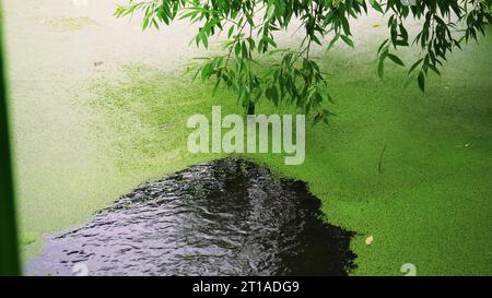 Die Blätter des Baumes berühren das Wasser. Reflexion von Ästen, die das Wasser berühren, auf der Oberfläche eines schlammigen Flusses, der sich mit kleinen Wellen bewegt. Viel Gr Stockfoto