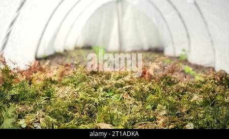 Sprühen von Nadelbüschen grüner Pflanzen im Gewächshaus mit Herbiziden, Pestiziden oder Insektiziden. Bewässerung mit Düngemitteln, Chemikalien. Zuschneiden Stockfoto