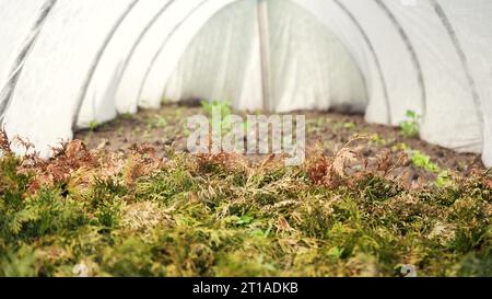 Sprühen von Nadelbüschen grüner Pflanzen im Gewächshaus mit Herbiziden, Pestiziden oder Insektiziden. Bewässerung mit Düngemitteln, Chemikalien. Zuschneiden Stockfoto