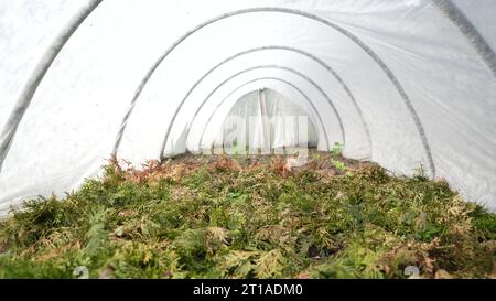 Sprühen von Nadelbüschen grüner Pflanzen im Gewächshaus mit Herbiziden, Pestiziden oder Insektiziden. Bewässerung mit Düngemitteln, Chemikalien. Zuschneiden Stockfoto