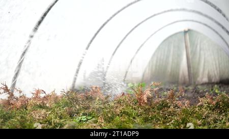 Sprühen von Nadelbüschen grüner Pflanzen im Gewächshaus mit Herbiziden, Pestiziden oder Insektiziden. Bewässerung mit Düngemitteln, Chemikalien. Zuschneiden Stockfoto