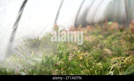 Sprühen von Nadelbüschen grüner Pflanzen im Gewächshaus mit Herbiziden, Pestiziden oder Insektiziden. Bewässerung mit Düngemitteln, Chemikalien. Zuschneiden Stockfoto