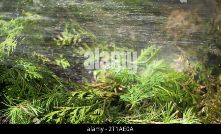 Sprühen von Nadelbüschen grüner Pflanzen im Gewächshaus mit Herbiziden, Pestiziden oder Insektiziden. Bewässerung mit Düngemitteln, Chemikalien. Zuschneiden Stockfoto