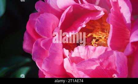 Eine Honigbiene jagt Nektar in einer violetten Pfingstrosenblüte. Die violette Pfingstrosenblüte wird von der Honigbiene darin bestäubt Stockfoto