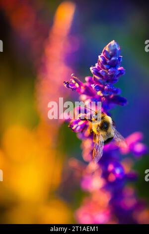 Eine kleine Hummel schlürft an einem frühen Herbstabend Nektar aus der langen violetten und blauen Blüte einer salviapflanze. Stockfoto