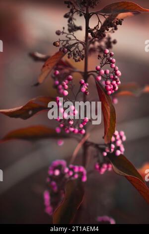 Eine Pearl Glam Beautyberry im Licht nach Sonnenuntergang zeigt Bronzeblätter und brillante Beeren mit violetten, rosa und magentafarbenen Farben. Stockfoto