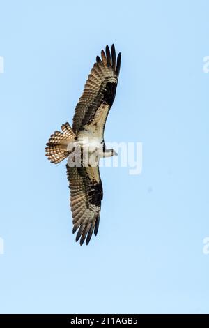 Die Unterseite eines fliegenden Fischadels (Pandion haliaetus), der Nistmaterial gegen einen klaren blauen Himmel in Maine trägt. Stockfoto