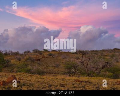 Wunderschöner dramatischer Sonnenuntergang mit flauschigen Cumulus-Wolken und rosa Himmel über dem Kamm in grasbewachsener hawaiianischer Landschaft. Stockfoto