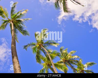 Eine Linie von Kokospalmen vor blauem Himmel mit flauschigen weißen Wolken am Strand in Kailua-Kona, Big Island, Hawaii. Stockfoto
