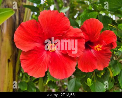 Nahaufnahme von zwei roten Hibiskusblüten, die draußen auf einem Baum in Lihue, Kauai, Hawaii wachsen. Stockfoto