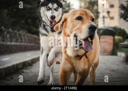 Süße Hunde spielen Stockfoto