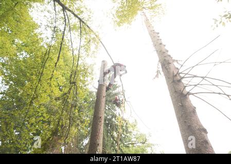 Aborist Arbeitet In Der Höhe Während Der Baumpflege Und Baumschnitt Aborist Arbeitet In Der Höhe Während Der Baumpflege Credit: Imago/Alamy Live News Stockfoto