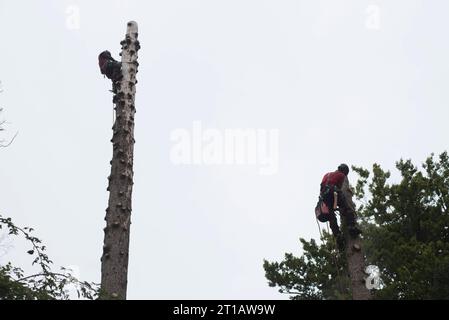 Aborist Arbeitet In Der Höhe Während Der Baumpflege Und Baumschnitt Aborist Arbeitet In Der Höhe Während Der Baumpflege Credit: Imago/Alamy Live News Stockfoto