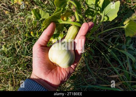 Eine Hand, die an einem sonnigen Tag auf dem Feld einen kleinen dekorativen Kürbis in der Palme hält. Der Kürbis hat einen Stiel und einen dicken unteren Teil Stockfoto