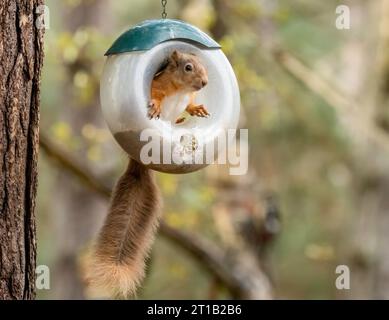 Lustiges, kleines schottisches Eichhörnchen, das in einem Vogelfutter schwingt und Sonnenblumenherzen im Wald isst Stockfoto