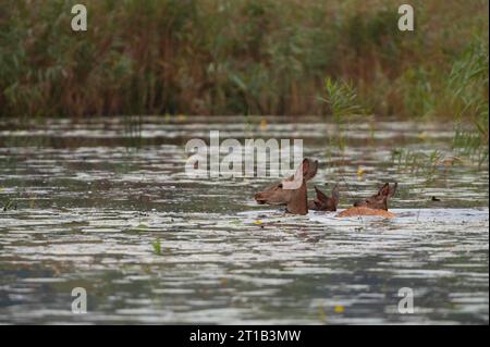 Doe (Cervus elaphus), Kälber, Schwimmen, Wasser, Niederösterreich Stockfoto