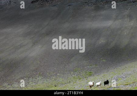 Drei Schafe stehen auf dem letzten Grün in einer steinigen, kargen Landschaft, verloren, Westfjorde, Island Stockfoto